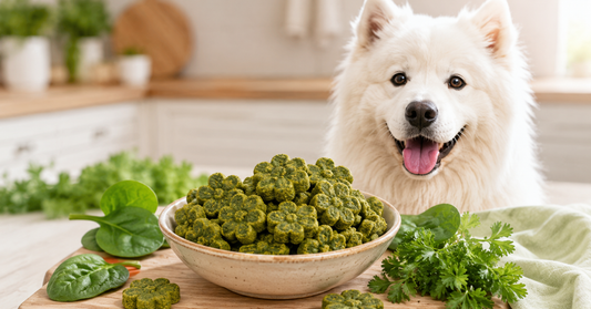 White Samoyed sitting behind a wooden board with a bowl of green flower-shaped spinach parsley dog treats, surrounded by fresh parsley, spinach leaves, and a sage green cloth in a bright kitchen