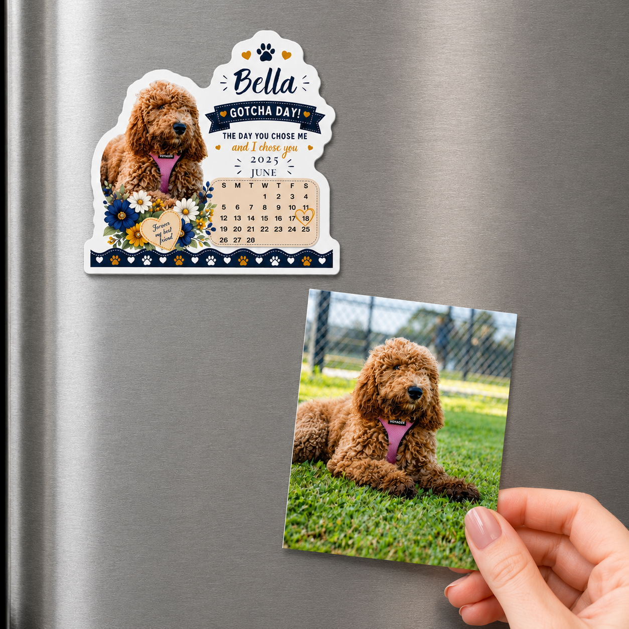 Custom photo dog magnet for a goldendoodle in a pink harness, shown on the fridge next to its source photo.