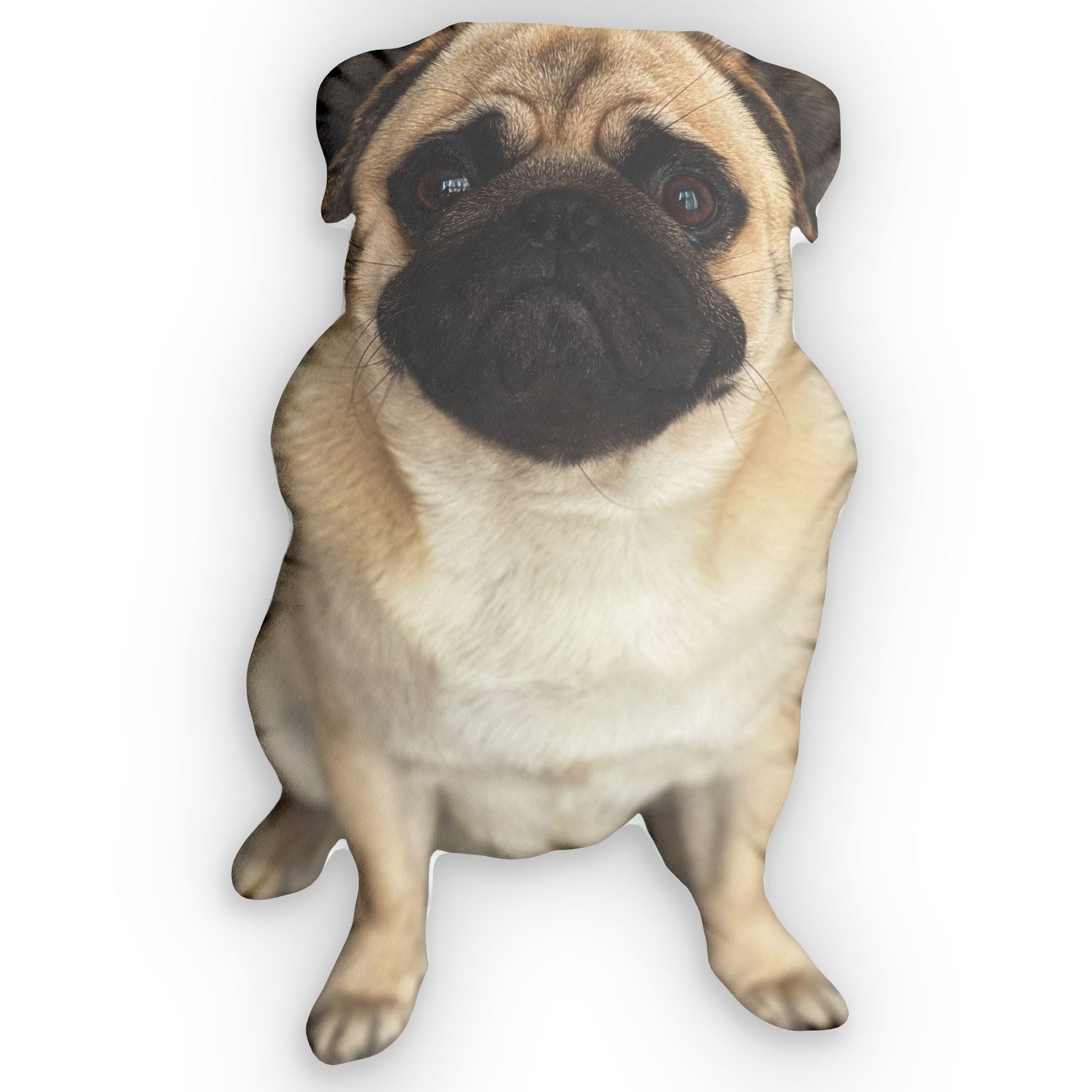 Custom pug photo pillow shown sitting and facing forward on a white background