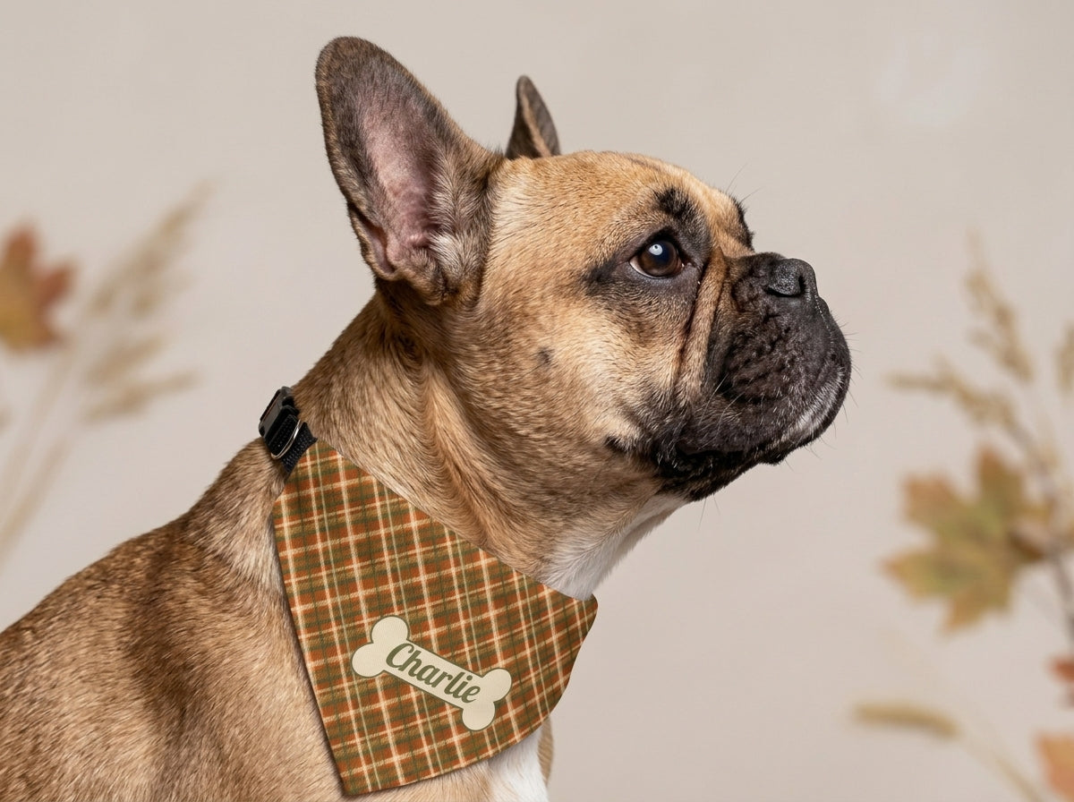 French bulldog in a size S fall plaid dog bandana named Charlie, photographed against dried autumn grasses.