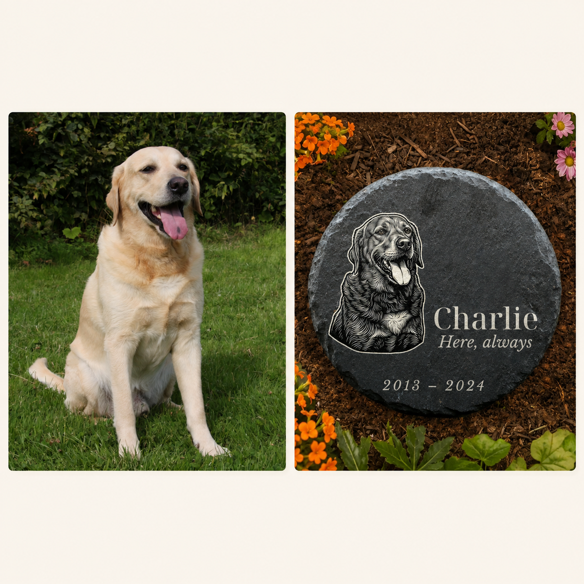 Yellow Labrador photo next to the personalized memorial garden stone created from it, set flat in a flower bed.