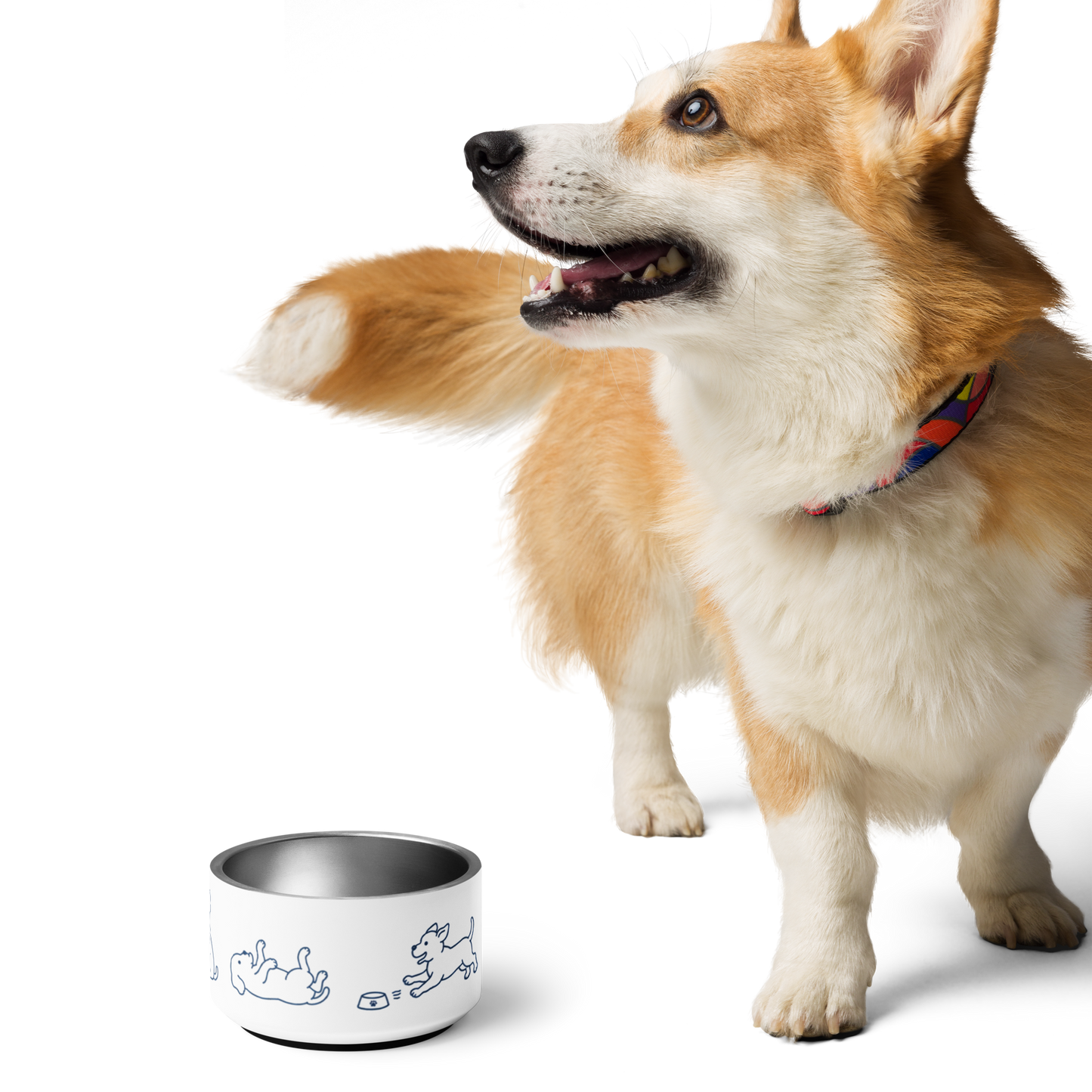 Corgi leaping beside an empty stainless steel dog bowl