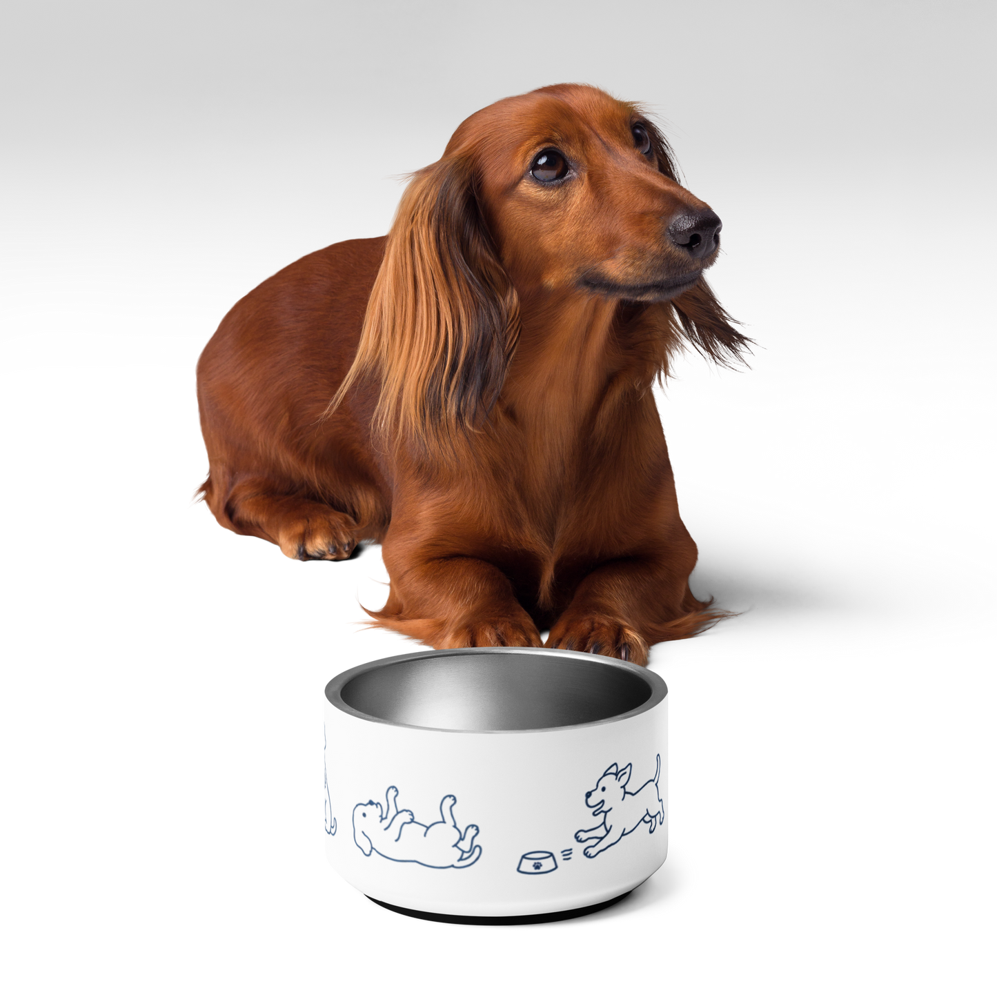 Dachshund lying behind an empty stainless steel dog bowl in a studio shot
